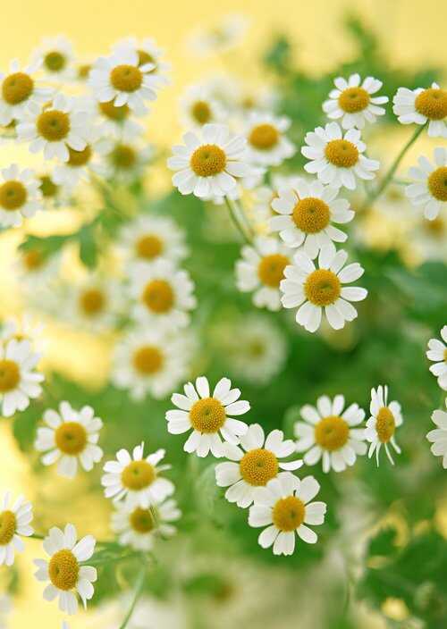  &laquo;Love and faithfulness (camomiles)&raquo;