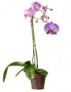  &laquo;Wild orchid&raquo;