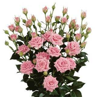  &laquo;Spray roses&raquo;