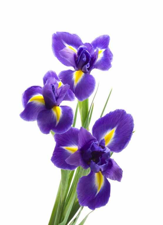  &laquo;Irises&raquo;