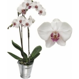 Горшечное растение &laquo;Phalaenopsis&raquo;