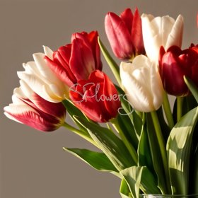 Classic tulips