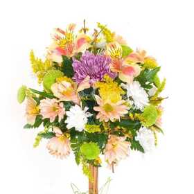 Miracle-tree