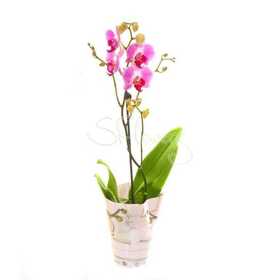 Горшечное растение &laquo;Orchid-Phalaenopsis&raquo;