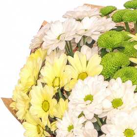 Chamomile field