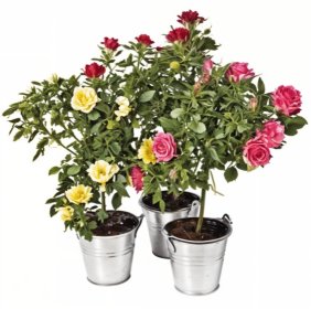 Горшечное растение &laquo;Rose in the pot&raquo;