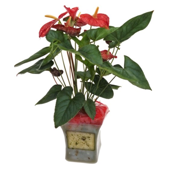 Anthurium
