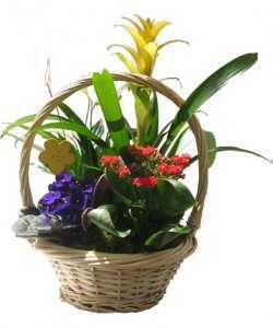 Горшечное растение &laquo;Minigarden in the basket&raquo;