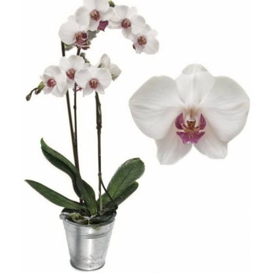 Phalaenopsis