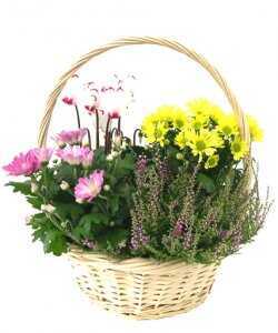 Горшечное растение &laquo;Garden in Basket&raquo;