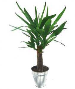 Горшечное растение &laquo;Yucca&raquo;