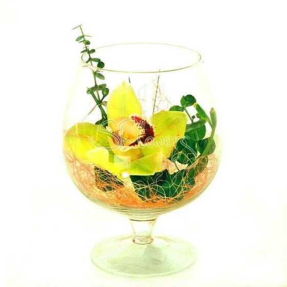 Orchid in glass