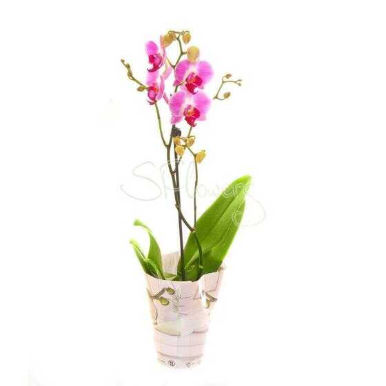 Orchid-Phalaenopsis
