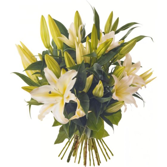 Lily