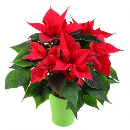 Горшечное растение &laquo;Christmas star&raquo;