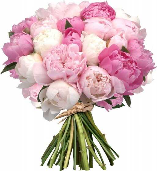 My favorite peonies
