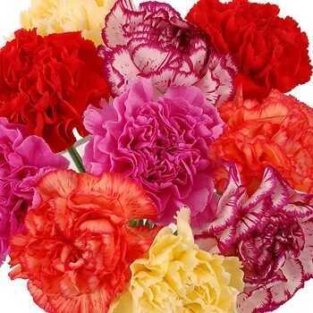  &laquo;Carnations&raquo;