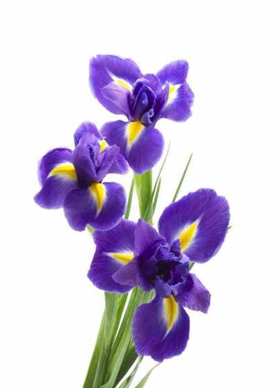 Букет &laquo;Irises&raquo;