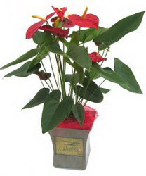   «Anthurium»