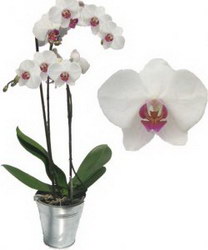   «Phalaenopsis»