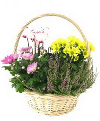   «Garden in Basket»
