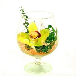  «Orchid in glass»