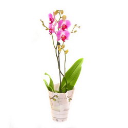   «Orchid-Phalaenopsis»
