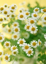  «Love and faithfulness (camomiles)»