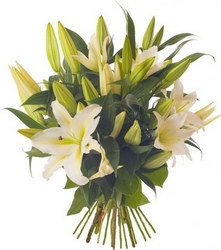  «Lily»