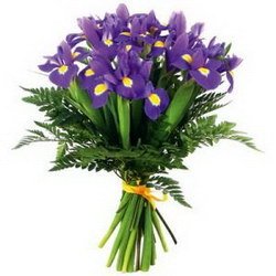  «Classy irises»