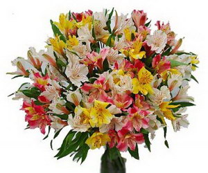  «Flowerina»