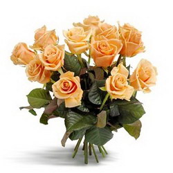  «Gorgeous peach roses»