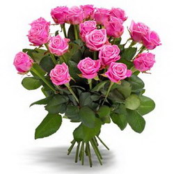  «Gorgeous pink roses»