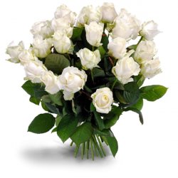  «Gorgeous white roses»