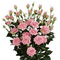  «Spray roses»