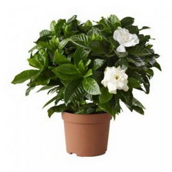   «Gardenia jasmine»