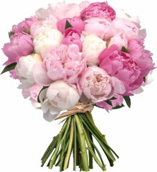  «My favorite peonies»