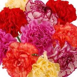  «Carnations»