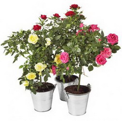   «Rose in the pot»