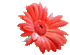 Flowers delivery! Flowers wholesale!